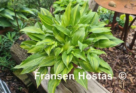 Hosta Swirls